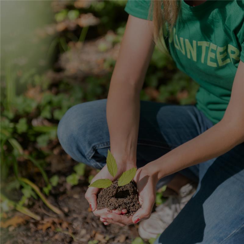 two hands holding a small plant in a garden